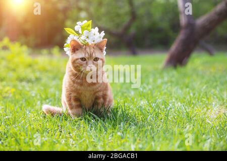 Ritratto di un gattino con fiori di ciliegio sulla testa. Il gatto siede in un giardino primaverile Foto Stock