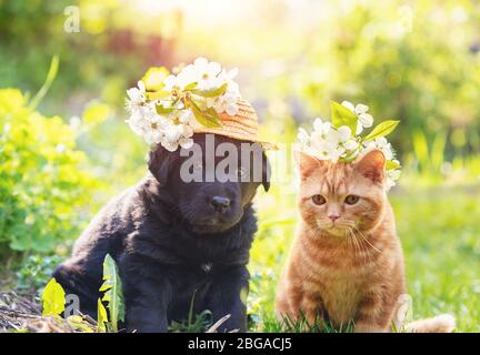 Gattino e cucciolo seduti insieme sull'erba in una giornata di sole primaverile. Gattino di zenzero coronato cappelletto dai fiori di ciliegio. Cucciolo piccolo in un Foto Stock