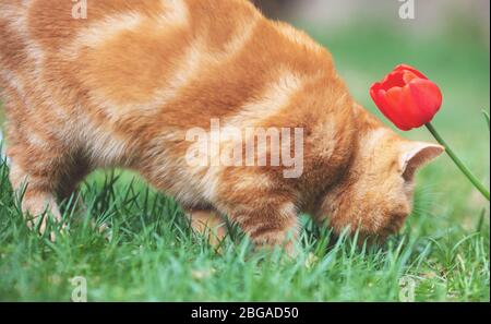 Carino gattino zenzero passeggiate sull'erba nel giardino primaverile vicino a un fiore tulipano Foto Stock