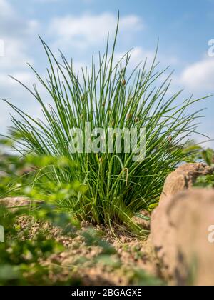 Erba cipollina in un letto di erbe con arenaria e un cielo nuvoloso blu da una prospettiva a basso angolo Foto Stock