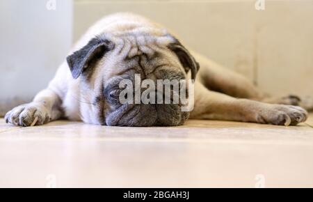 Pug pigro e sonnolento cane sdraiato sul pavimento. Spazio di copia. Foto Stock