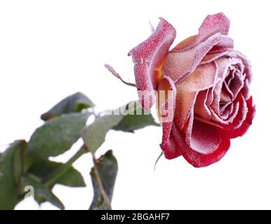 Rosa ricoperta di gelo isolato su bianco Foto Stock