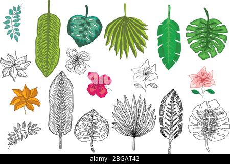 Set di piante tropicali stilizzate, foglie e fiori. Illustrazione Vettoriale