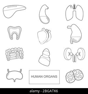 Organi umani in stile di contorno. Icone vettoriali impostate isolate su sfondo bianco Illustrazione Vettoriale