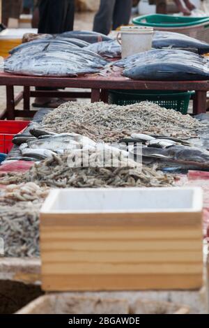 Vendere pesce, il mercato all'aperto. Pesce in vendita. Una lunga linea di pesci esposti per la vendita nel più grande mercato di Negombo, Sri Lanka. Foto Stock