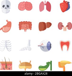 Anatomia maschile e femminile. Set di illustrazioni vettoriali di organi umani Illustrazione Vettoriale