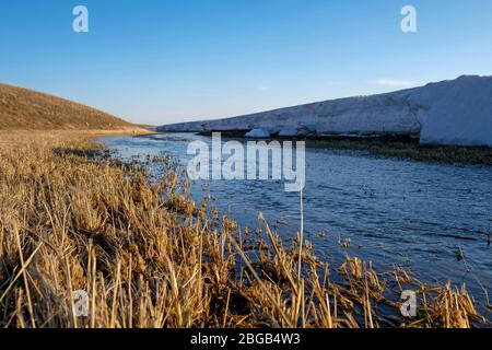 La neve si scioglie in primavera. Flusso nel campo. Piante, pianure, nevdri. Foto Stock