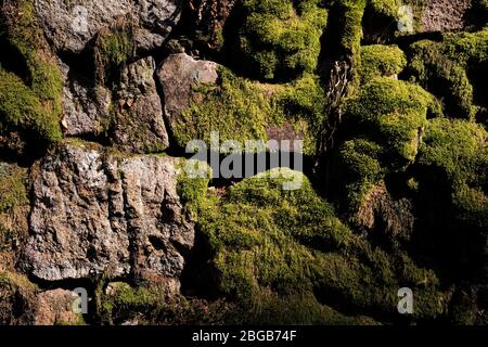 Vecchio muro di pietra coperto di muschio, Karlovy Vary, Repubblica Ceca Foto Stock