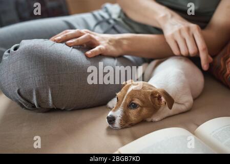 Donna cucire jack russel terrier cucciolo cane sul divano. Buoni rapporti e amicizia tra proprietario e animale domestico Foto Stock