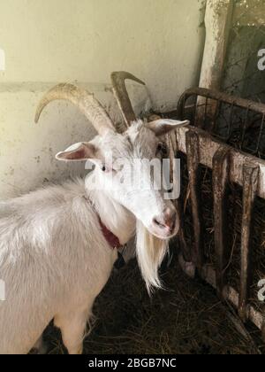 Capra che posa in un'area aperta del fienile. Capra che cammina sul granaio Foto Stock