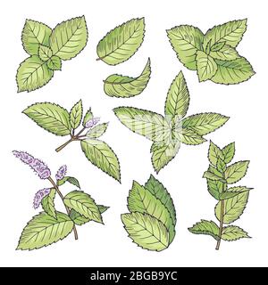 Illustrazioni diverse vettoriali colorate di menta di erbe. Quadri disegnati a mano di foglie e rami di mentolo Illustrazione Vettoriale