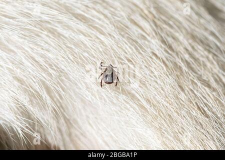 Encefalite zecca insetto strisciante su capelli animali. Ixodes ricinus o Dermacentor variabilis. Foto Stock