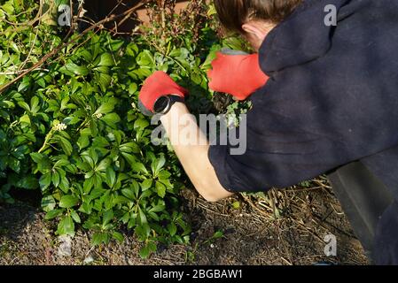 giardinaggio primaverile - disposizione dei letti di fiori Foto Stock