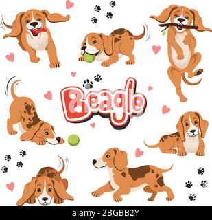 Illustrazione Vettoriale Di Beagle In Diverse Pose Isolato Su Sfondo Bianco Immagine E Vettoriale Alamy