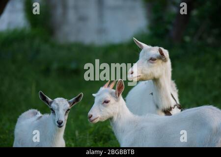 Capre in piedi tra erba verde. Caprino e caprino. Mandria di capre di fattoria. Gente amichevole capra Foto Stock