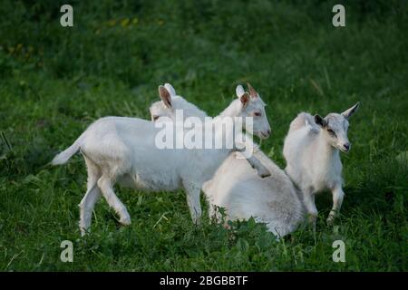 Capre in piedi tra erba verde. Caprino e caprino. Mandria di capre di fattoria. Foto Stock