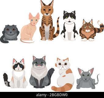 Set di illustrazioni vettoriali di molti gattini diversi. Gatti personaggi in stile cartoon Illustrazione Vettoriale