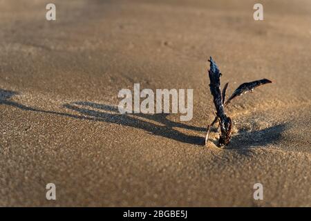 Alghe con lunghe ombre sulla spiaggia di sabbia Foto Stock