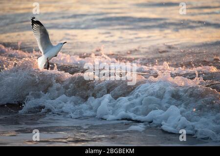 Gabbiano che decollo all'alba sopra le onde dorate di schiuma Foto Stock