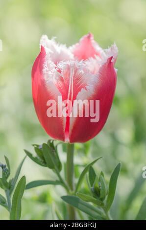 Canzone tulipano Bell rosa con bordi bianchi frangiati. Tulipano canto campana Foto Stock