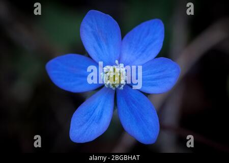 Fiore di Liverwort, Anemone hepatica, in una foresta all'isola di Jeløy, Moss kommune, Norvegia. Foto Stock