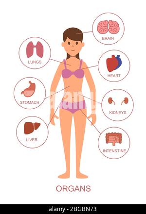 Organi interni del corpo umano. Anatomia del corpo femminile Illustrazione Vettoriale