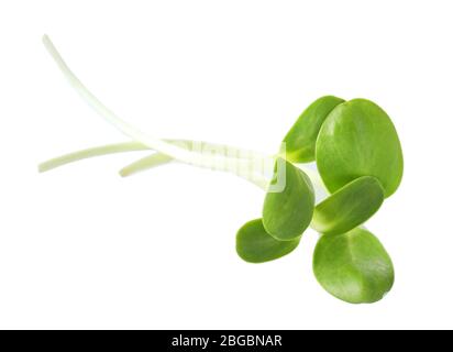 Green giovani germogli di semi di girasole isolato su bianco Foto Stock