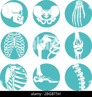 Illustrazioni dell'anatomia umana. Immagini ortopediche di scheletro e ossa diverse Illustrazione Vettoriale