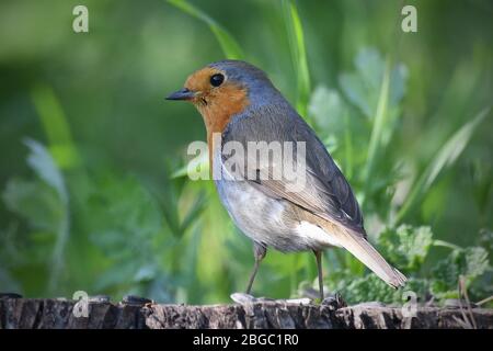 European robin (Erithacus rubecula) vicino a Letovice, Repubblica Ceca, 19 aprile 2020. (Foto CTK/Petr Svancara) Foto Stock