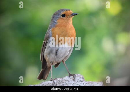 European robin (Erithacus rubecula) vicino a Letovice, Repubblica Ceca, 19 aprile 2020. (Foto CTK/Petr Svancara) Foto Stock