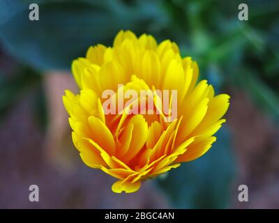 Macro fotografia di un fiore giallo apertura germoglio. Foto Stock