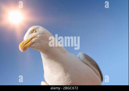 Gabbiano adulto contro un cielo blu con sole. Brighton e Hove, East Sussex, Regno Unito Foto Stock