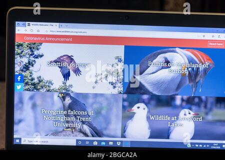 Connessione con la natura guardando la fauna selvatica fiducia webcams live durante il 2020 coronavirus covid-19 pandemic lockdown periodo, Regno Unito Foto Stock