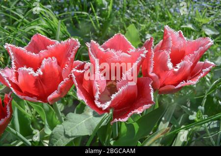Rosa tulipano fiore Bell canzone con frange bianche ai petali Foto Stock