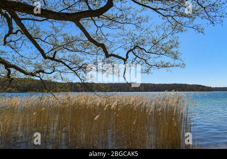 Joachimsthal, Germania. 20 aprile 2020. Primavera a Werbellinsee nella riserva della biosfera Schorfheide-Chorin. Come una delle oltre 300 riserve di biosfera sulla terra, la riserva di biosfera Schorfheide-Chorin è stata riconosciuta dall'UNESCO nel 1990. Con una superficie totale di 1291.61 chilometri quadrati, è una delle più grandi aree protette della Germania. 250 grandi e piccoli laghi costituiscono la speciale attrazione della riserva. Credit: Patrick Pleul/dpa-Zentralbild/ZB/dpa/Alamy Live News Foto Stock