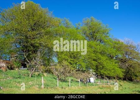 Una fila di lime di piccole foglie Tilia cordata o Linden foglia piccola in primavera vicino a un giardino lungo una vecchia pista di rovescio nel Carmarthenshire Galles UK Foto Stock