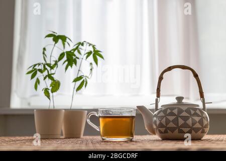 Tavolo di bambù con pianta Marijuana in ceramica. Tè e teiera caldi del CBD. Per finestra. Foto Stock