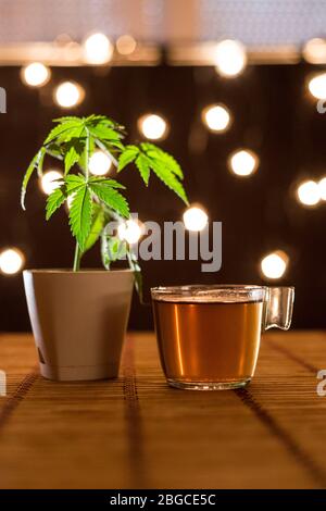 Tavolo di bambù con pianta Marijuana in ceramica. Tè e teiera caldi del CBD. Sfondo accogliente. Foto Stock