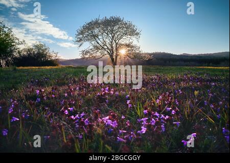 Bella primavera fiore albero di ciliegio sul prato primaverile in calda luce arancione tramonto. Fiori di lila e viola sul prato verde. Fata Pasqua primavera wa Foto Stock