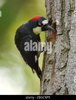 Acorn Woodpecker (Melanerpes formicivorus), Sacramento County California Foto Stock