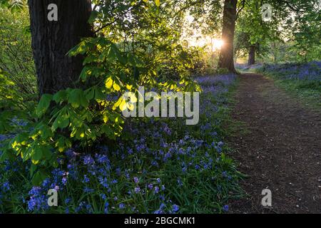Sentiero Woodland con campanili retroilluminati dalla luce del sole del mattino presto a Long Wood, Ealing, una riserva naturale locale vicino alla M4 per Londra. Foto Stock