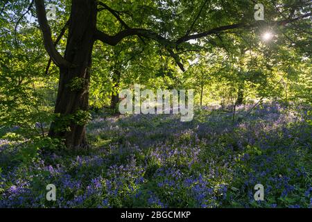 Bluebells in appled mattina presto luce del sole sotto un albero di castagno in legno lungo, Ealing, una riserva naturale locale vicino alla M4 a Londra. Foto Stock