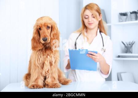 Bella giovane veterinario femminile con cane in clinica Foto Stock