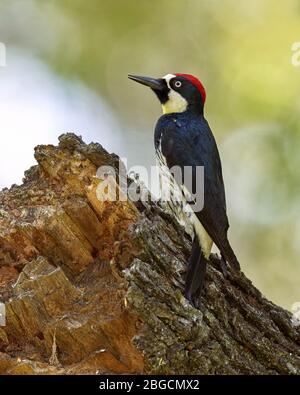 Acorn Woodpecker (Melanerpes formicivorus), Sacramento County California Foto Stock