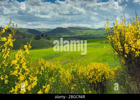 Tuscany hills landscape with yellow flowers Foto Stock