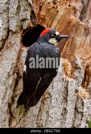 Acorn Woodpecker (Melanerpes formicivorus), Sacramento County California Foto Stock