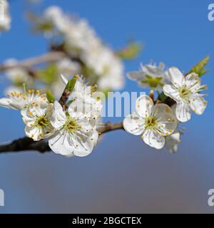 Mirabelle fiorito, Prunus domestica, in primavera Foto Stock