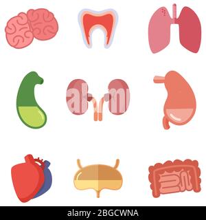 Organi interni umani su sfondo bianco. Icone vettoriali impostate in stile cartoon Illustrazione Vettoriale