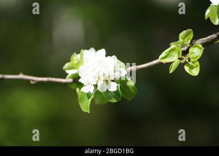 Primo piano di bianco albero di mele selvatiche fioritura Foto Stock