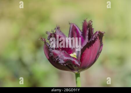 Tulipani viola frange closeup. Tulipano nero con frange viola in fiore Foto Stock